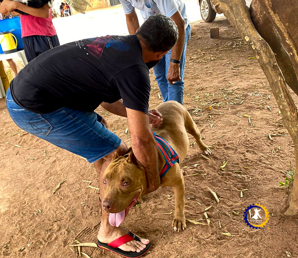 Prefeitura de Cáceres ultrapassa 6,7 mil animais vacinados contra a raiva em campanha intensiva